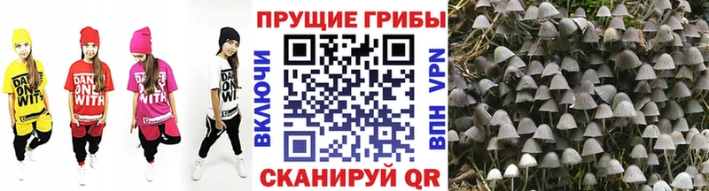 Псилоцибиновые грибы Cubensis  Богучар 